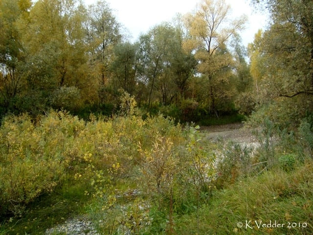 За деревьями, что вдали - река Катунь. Красивые фото Алтая - Осень на Алтае