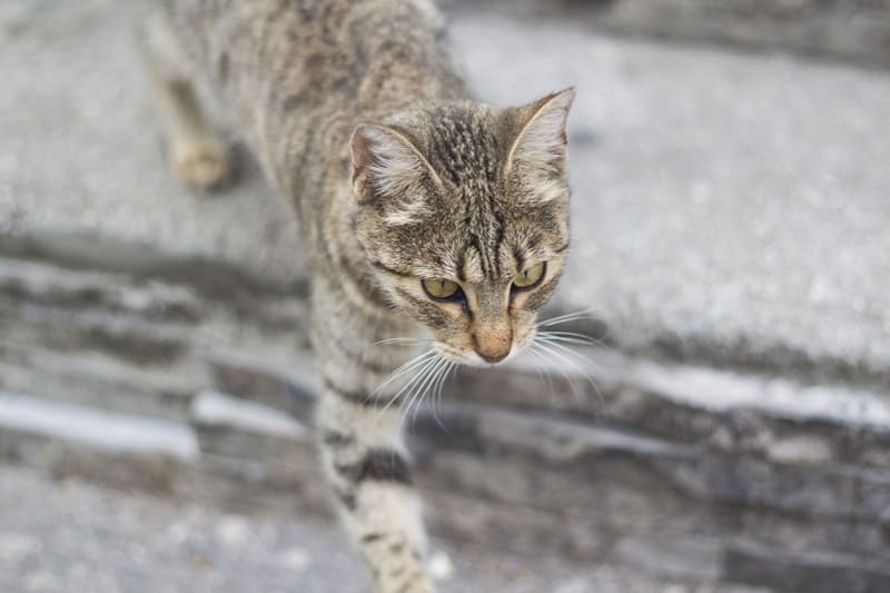Котор. Черногория