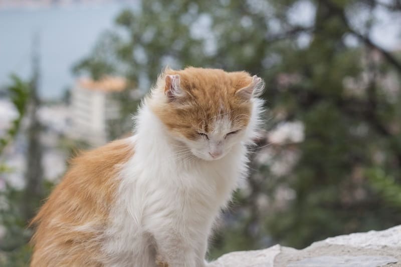 Котор. Черногория